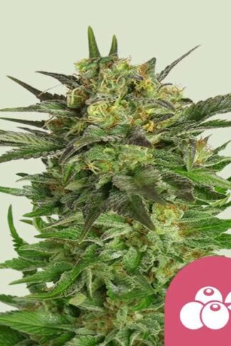 Haze Berry Feminizowane, Nasiona Marihuany, Konopi, Cannabis