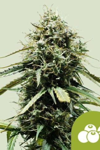 Haze Berry Automatic Feminizowane, Nasiona Marihuany, Konopi, Cannabis