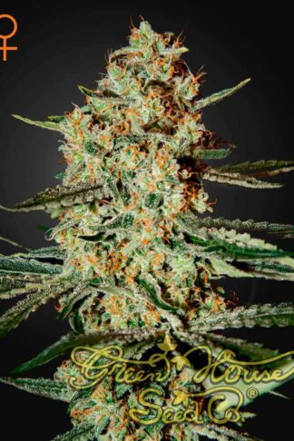 Himalaya Gold Feminizowane, Nasiona Marihuany, Konopi, Cannabis