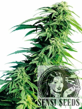 Hindu Kush Feminizowane, Nasiona Marihuany, Konopi, Cannabis