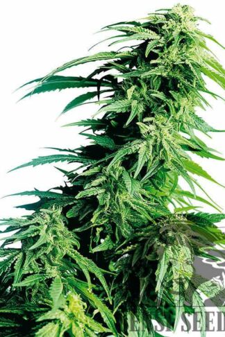 Hindu Kush Feminizowane, Nasiona Marihuany, Konopi, Cannabis