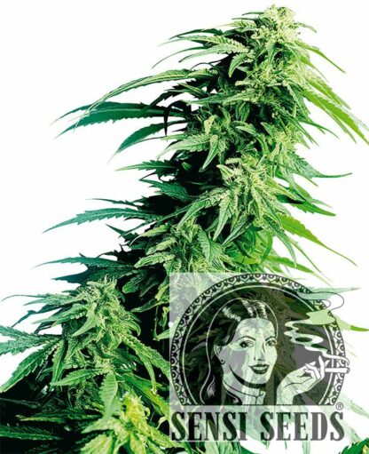 Hindu Kush Feminizowane, Nasiona Marihuany, Konopi, Cannabis