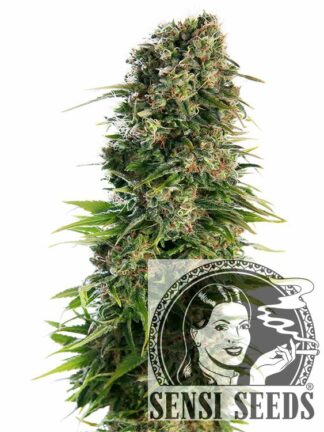 Hindu Kush Automatic Feminizowane, Nasiona Marihuany, Konopi, Cannabis