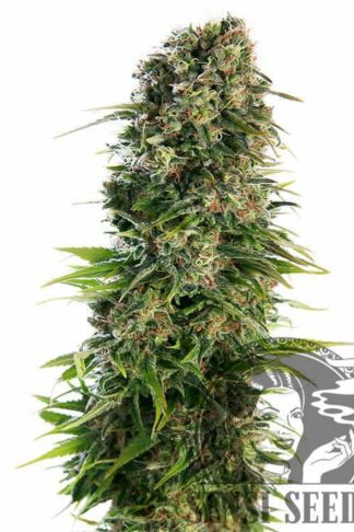 Hindu Kush Automatic Feminizowane, Nasiona Marihuany, Konopi, Cannabis