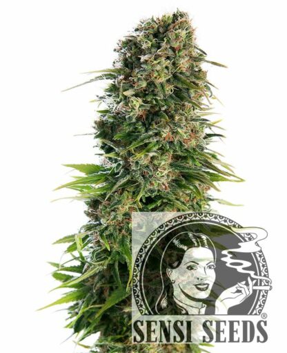 Hindu Kush Automatic Feminizowane, Nasiona Marihuany, Konopi, Cannabis