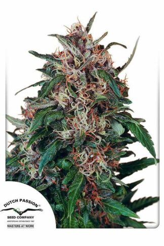 Hollands Hope Regularne, Nasiona Marihuany, Konopi, Cannabis