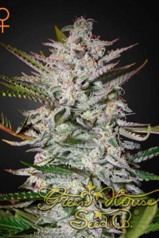 Holy Punch Feminizowane, Nasiona Marihuany, Konopi, Cannabis