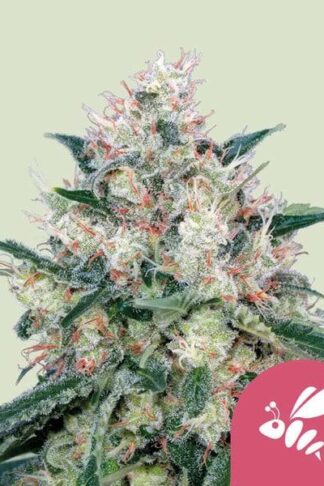 Honey Cream Feminizowane, Nasiona Marihuany, Konopi, Cannabis
