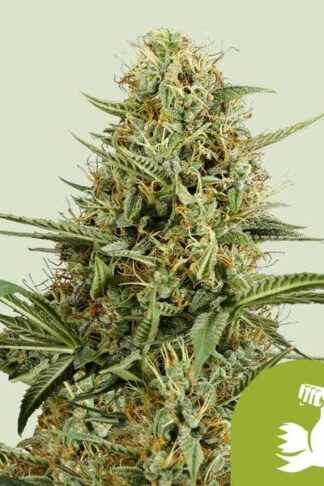 Hulkberry Automatic Feminizowane, Nasiona Marihuany, Konopi, Cannabis