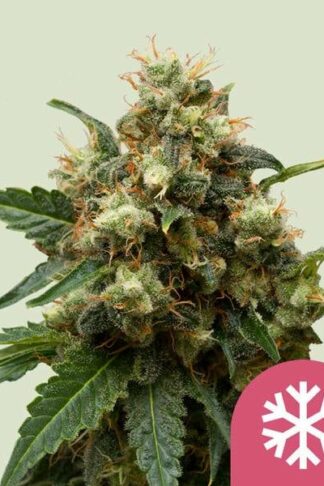 Ice Feminizowane, Nasiona Marihuany, Konopi, Cannabis
