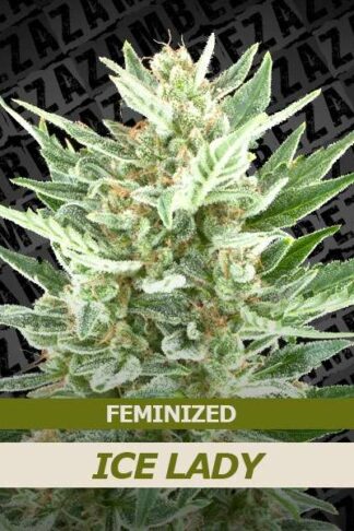 Ice Lady Feminizowane, Nasiona Marihuany, Konopi, Cannabis