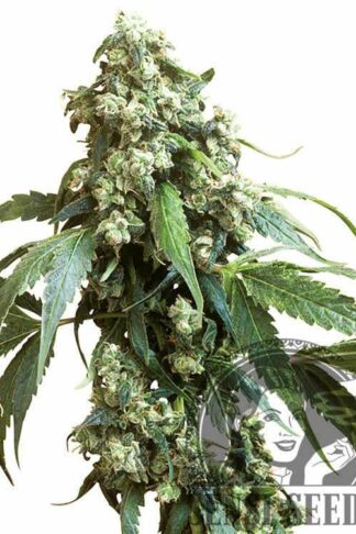 Jack Flash#5 Feminizowane, Nasiona Marihuany, Konopi, Cannabis