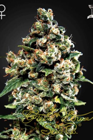 Jack Herer Feminizowane, Nasiona Marihuany, Konopi, Cannabis