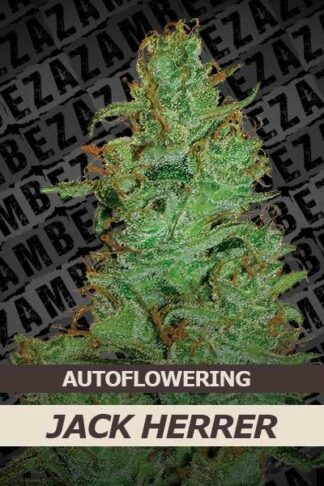 Jack Herer Automatic Feminizowane, Nasiona Marihuany, Konopi, Cannabis