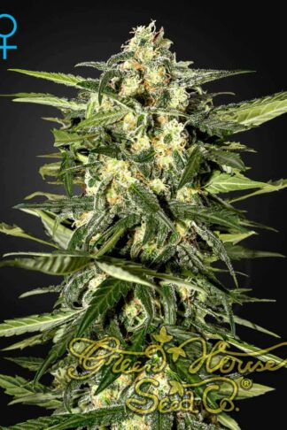 Jack Herer Automatic Feminizowane, Nasiona Marihuany, Konopi, Cannabis