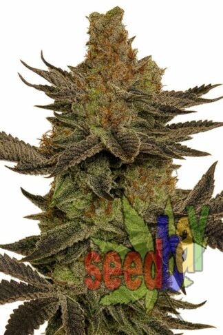 Jack Herer XL Feminizowane, Nasiona Marihuany, Konopi, Cannabis