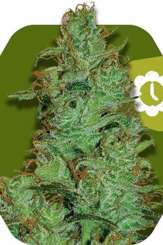 Jack the Ripper Automatic Feminizowane, Nasiona Marihuany, Konopi, Cannabis