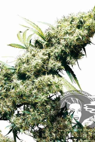 Jamaican Pearl Feminizowane, Nasiona Marihuany, Konopi, Cannabis