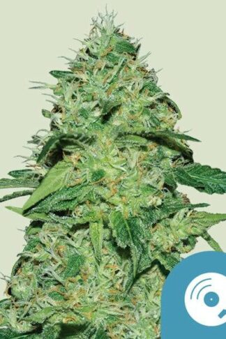 Joanne's CBD Feminizowane, Nasiona Marihuany, Konopi, Cannabis