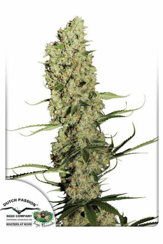 Jorge's Diamonds#1 Feminizowane, Nasiona Marihuany, Konopi, Cannabis