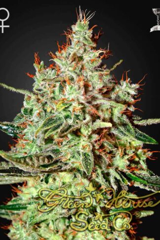K-Train Feminizowane, Nasiona Marihuany, Konopi, Cannabis