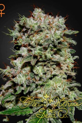Kalashnikova Feminizowane, Nasiona Marihuany, Konopi, Cannabis