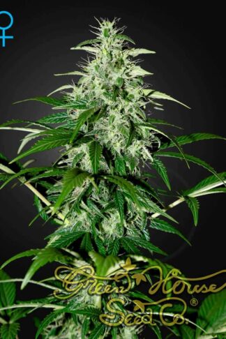 Kalashnikova Automatic Feminizowane, Nasiona Marihuany, Konopi, Cannabis