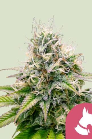 Kali Dog Feminizowane, Nasiona Marihuany, Konopi, Cannabis