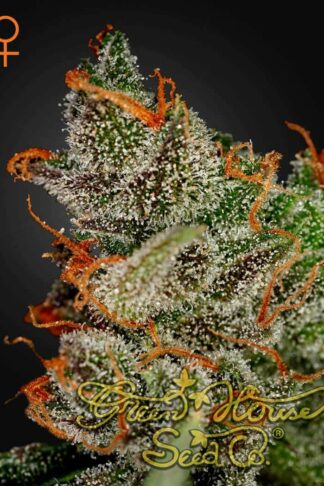 King’s Kush Feminizowane, Nasiona Marihuany, Konopi, Cannabis