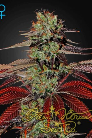 King’s Kush Automatic Feminizowane, Nasiona Marihuany, Konopi, Cannabis
