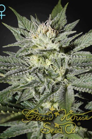 King’s Kush CBD Feminizowane, Nasiona Marihuany, Konopi, Cannabis