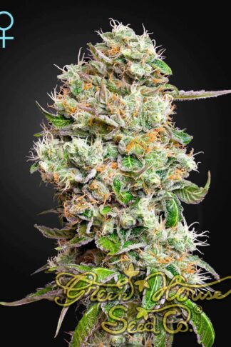 King’s Kush CBD Automatic Feminizowane, Nasiona Marihuany, Konopi, Cannabis