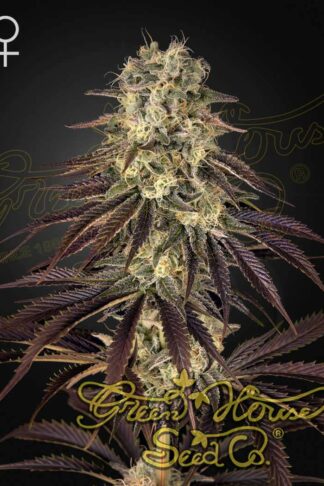 Kong's Krush Feminizowane, Nasiona Marihuany, Konopi, Cannabis