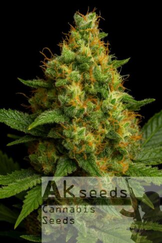 Kush Ryder Automatic Feminizowane, Nasiona Marihuany, Konopi, Cannabis