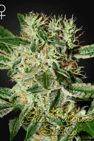 Ladyburn 1974 Feminizowane, Nasiona Marihuany, Konopi, Cannabis