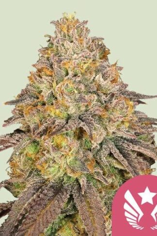 Legendary OG Punch Feminizowane, Nasiona Marihuany, Konopi, Cannabis