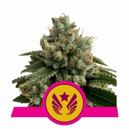 Legendary OG Punch Feminizowane, Nasiona Marihuany, Konopi, Cannabis