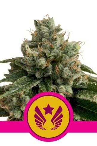 Legendary Punch Feminizowane, Nasiona Marihuany, Konopi, Cannabis