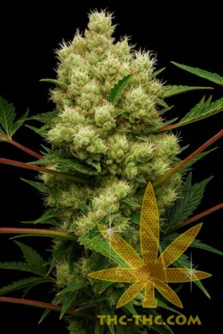 Lemon Drops LSD Feminizowane, Nasiona Marihuany, Konopi, Cannabis