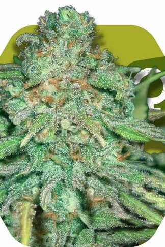 Lemon Kush Feminizowane, Nasiona Marihuany, Konopi, Cannabis