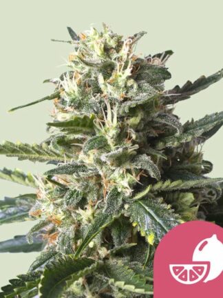 Lemon Shining Silver Haze Feminizowane, Nasiona Marihuany, Konopi, Cannabis