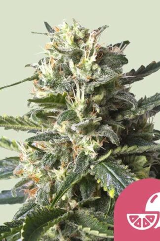 Lemon Shining Silver Haze Feminizowane, Nasiona Marihuany, Konopi, Cannabis