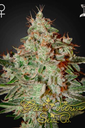 Lemon Skunk Feminizowane, Nasiona Marihuany, Konopi, Cannabis