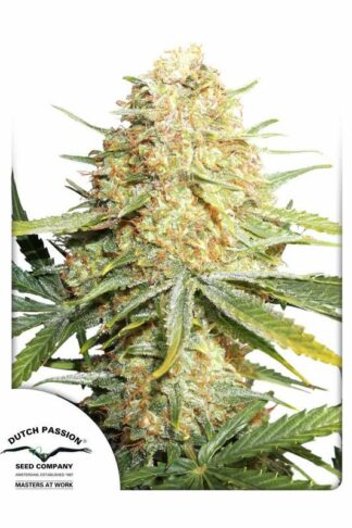 Lemon Zkittle Feminizowane, Nasiona Marihuany, Konopi, Cannabis
