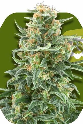 Little Dwarf Automatic Feminizowane, Nasiona Marihuany, Konopi, Cannabis