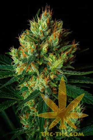 Low AK-47 Automatic Feminizowane, Nasiona Marihuany, Konopi, Cannabis