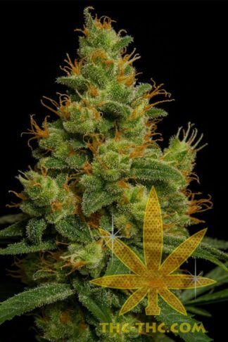 Low AK-47 XL Automatic Feminizowane, Nasiona Marihuany, Konopi, Cannabis