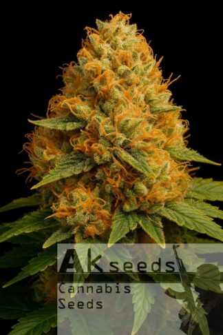 Low Bud Automatic Feminizowane, Nasiona Marihuany, Konopi, Cannabis