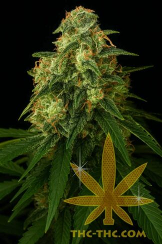 Lowres#2 Automatic Feminizowane, Nasiona Marihuany, Konopi, Cannabis