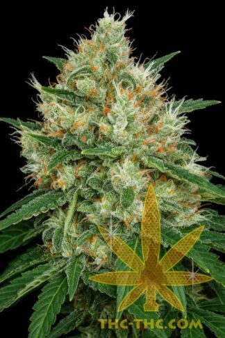 Lowres#3 XXL Automatic Feminizowane, Nasiona Marihuany, Konopi, Cannabis